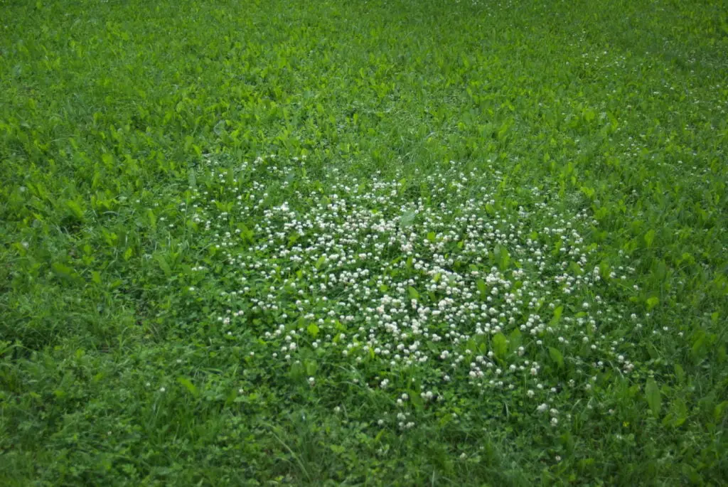 clover field in the middle of grass