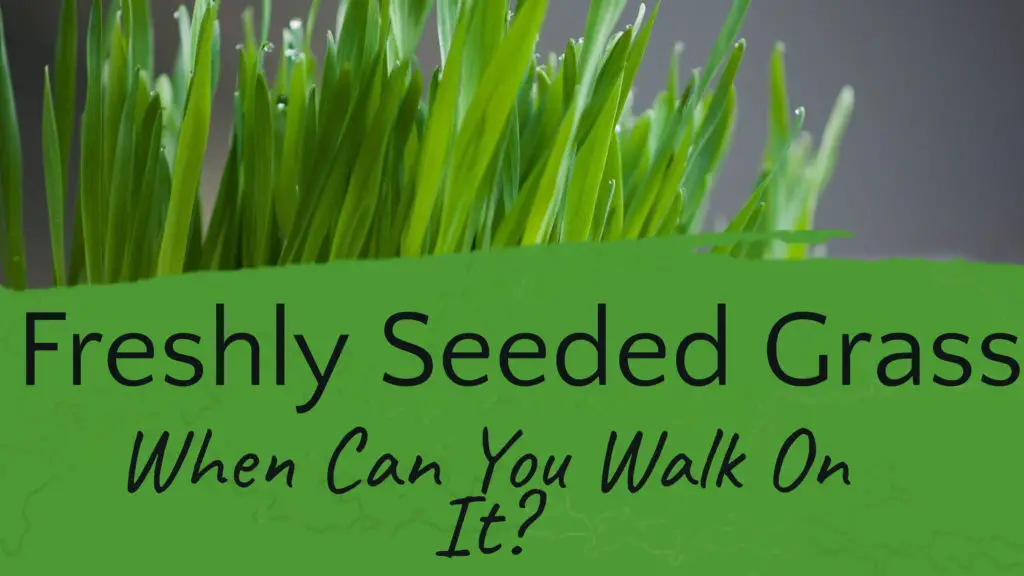 How Long After Planting Grass Seed Can You Walk On It or Mow It?